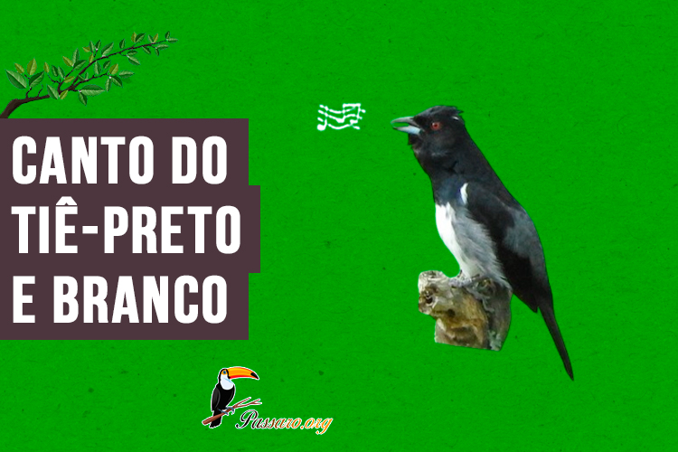 canto do tie-preto-e-branco