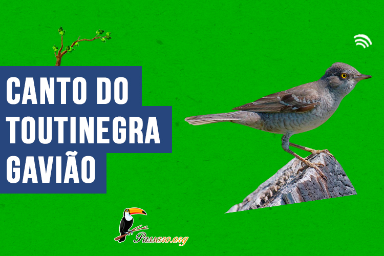 canto do toutinegra-gaviao