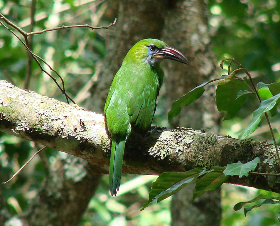 canto do tucaninho verde