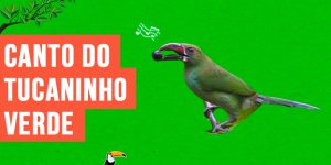 canto do tucaninho verde