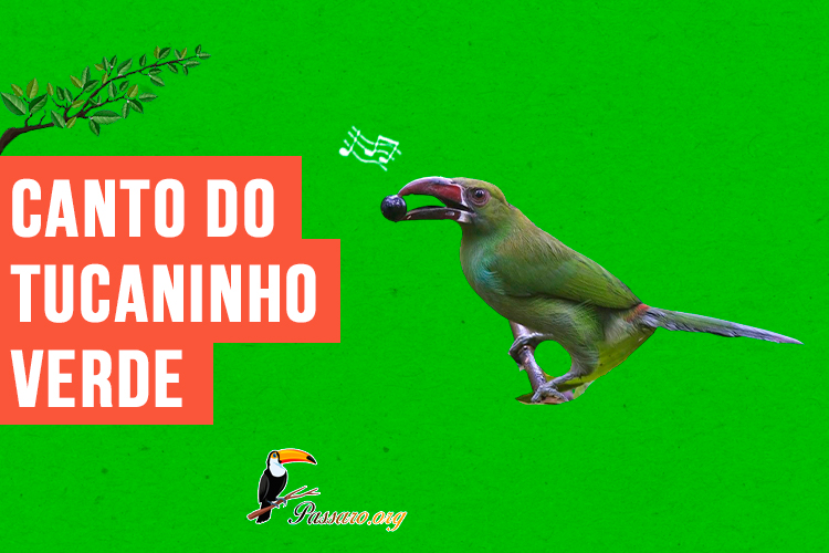 canto do tucaninho verde