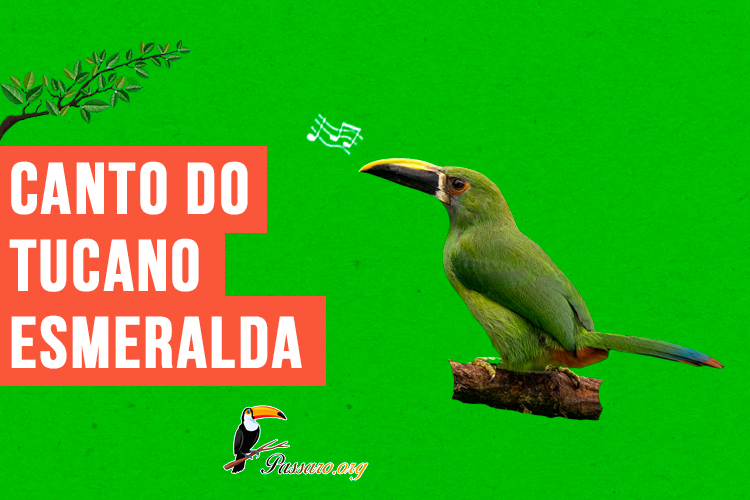 canto do tucano-esmeralda