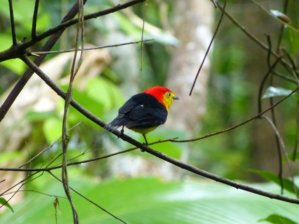 canto do uirapuru