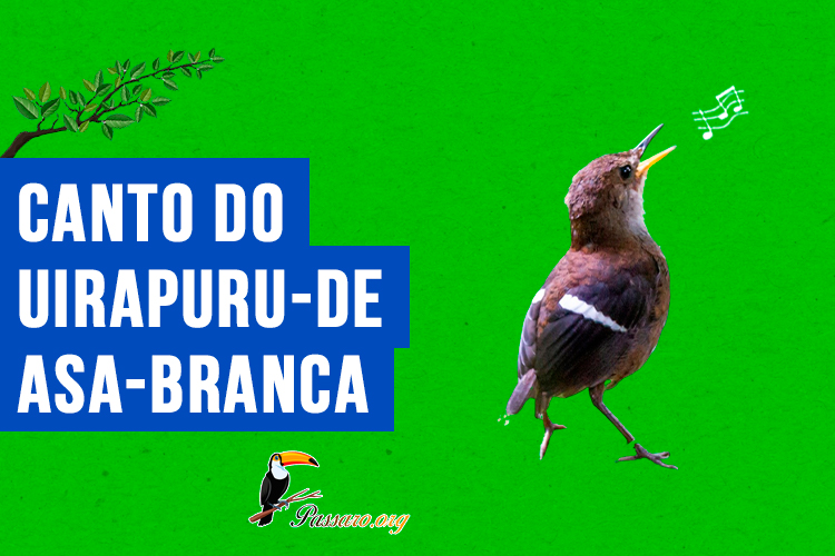 canto do uirapuru-de-asa-branca