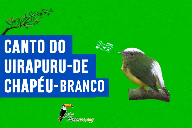 canto do uirapuru-de-chapeu-branco