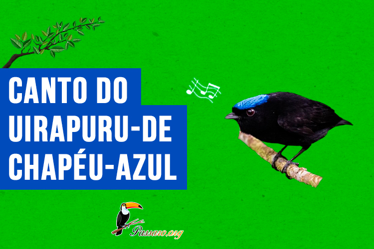 canto do uirapuru-de-chapeu-azul