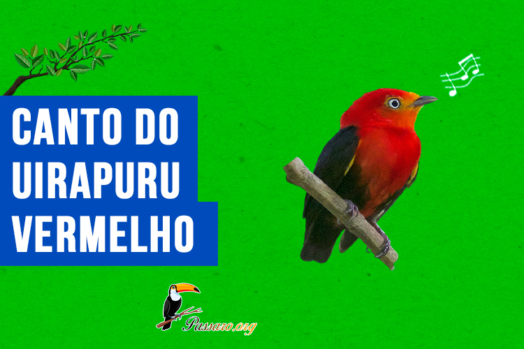 canto do uirapuru-vermelho