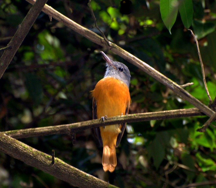 capitão-de-saíra