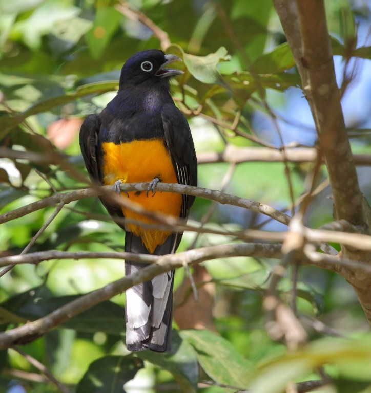 caracteristias do surucua-de-barriga-amarela