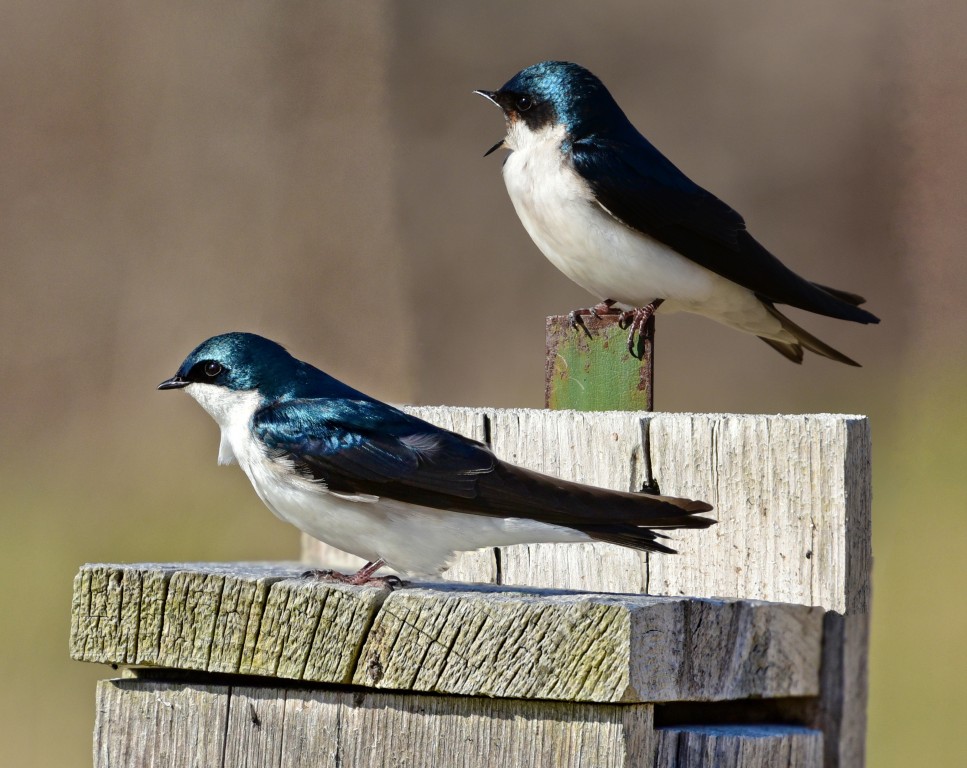 caracteristicas da andorinha-das-arvores