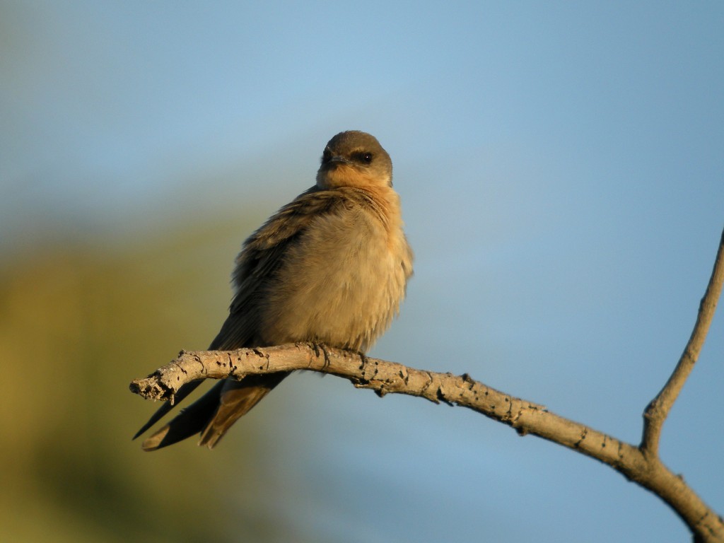 caracteristicas da andorinha das rochas africana