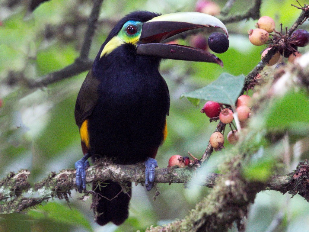 caracteristicas da aracaripoca-grande