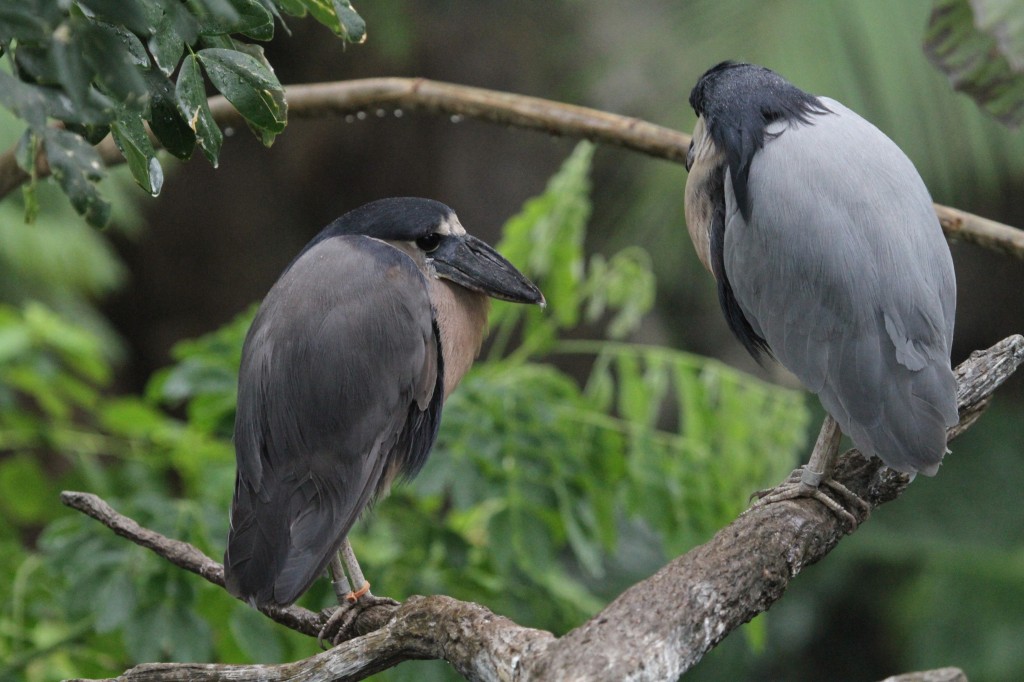 caracteristicas da arapapa