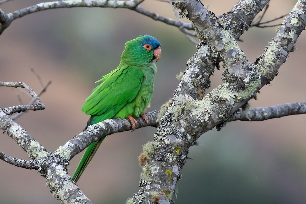 caracteristicas da aratinga-de-testa-azul