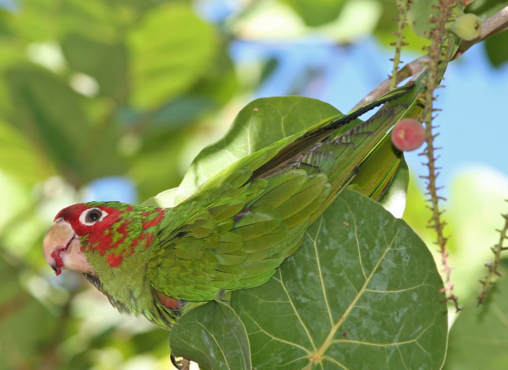 características da aratinga mitrata