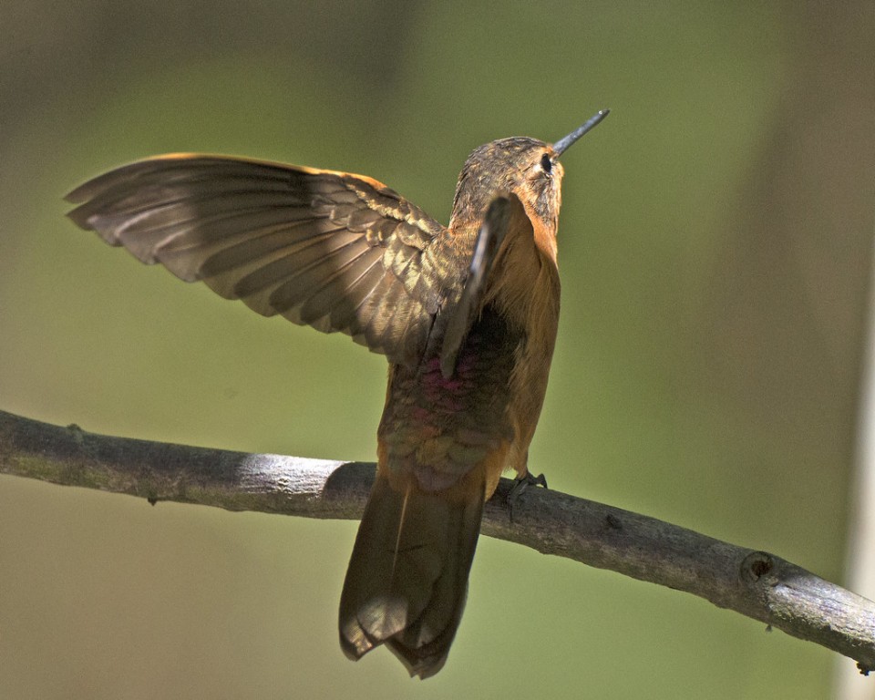 caracteristicas da beija-flor-resplandecente