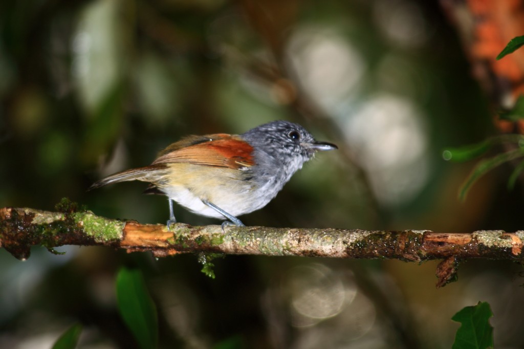 caracteristicas da choquinha-de-asa-ferrugem