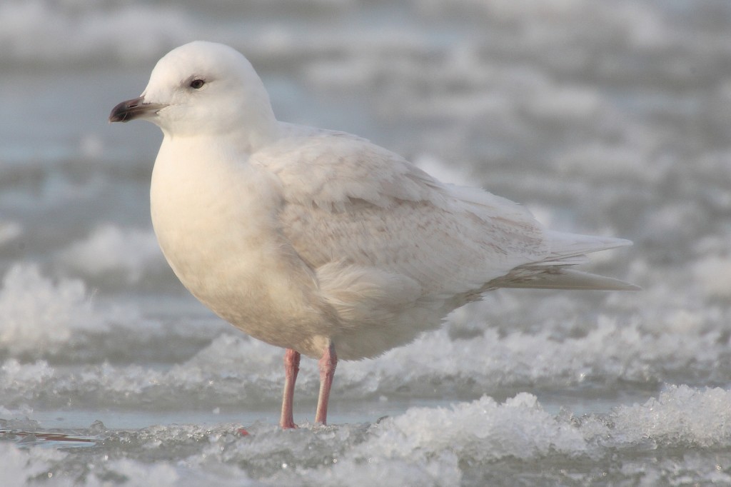 características da gaivota-polar