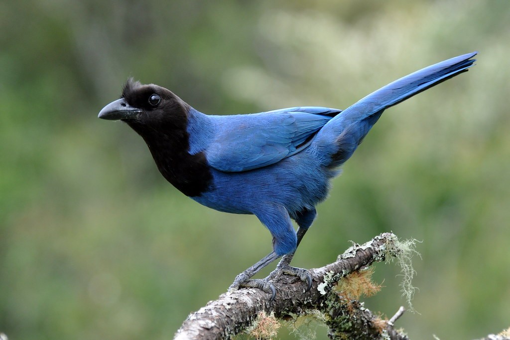 características da gralha-azul