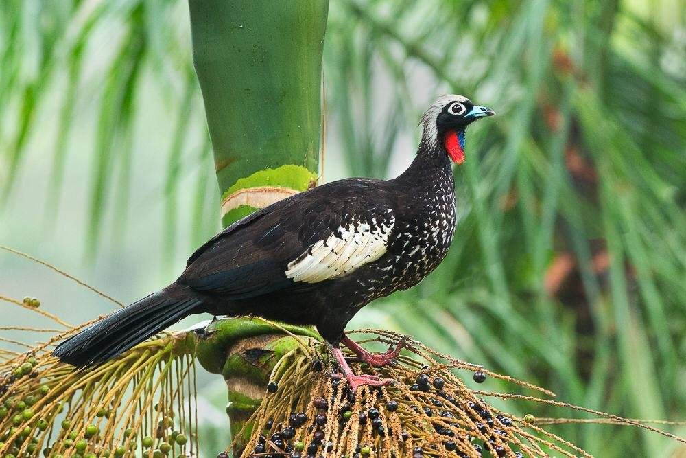 caracteristicas da jacutinga 