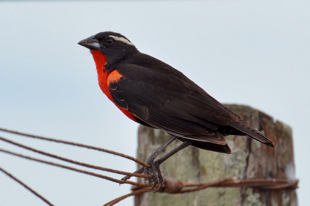 caracteristicas da loica-de-sobrancelha- branca