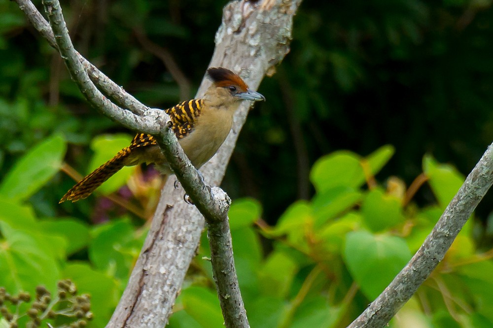 caracteristicas da matracao