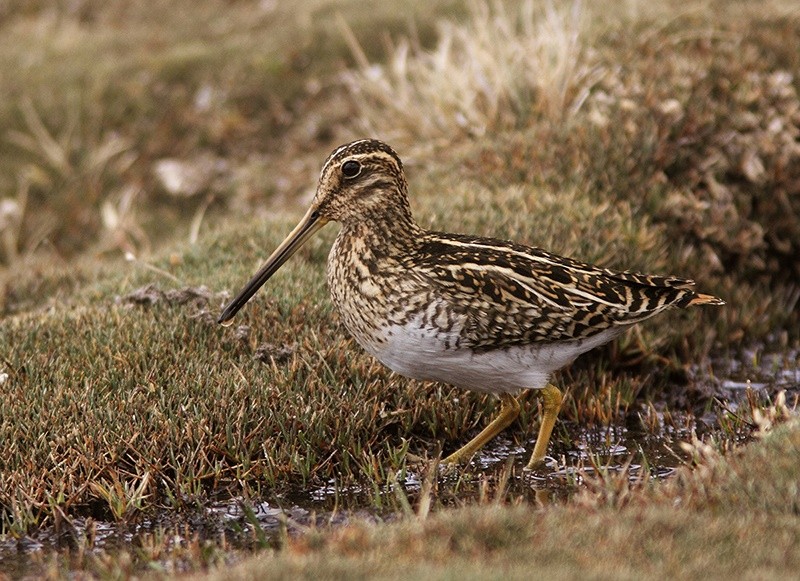 características da narcejao o galinhola