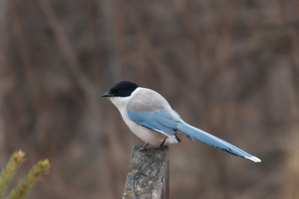 caracteristicas da pega azul