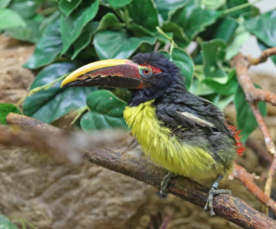 caracteristicas da saripoca