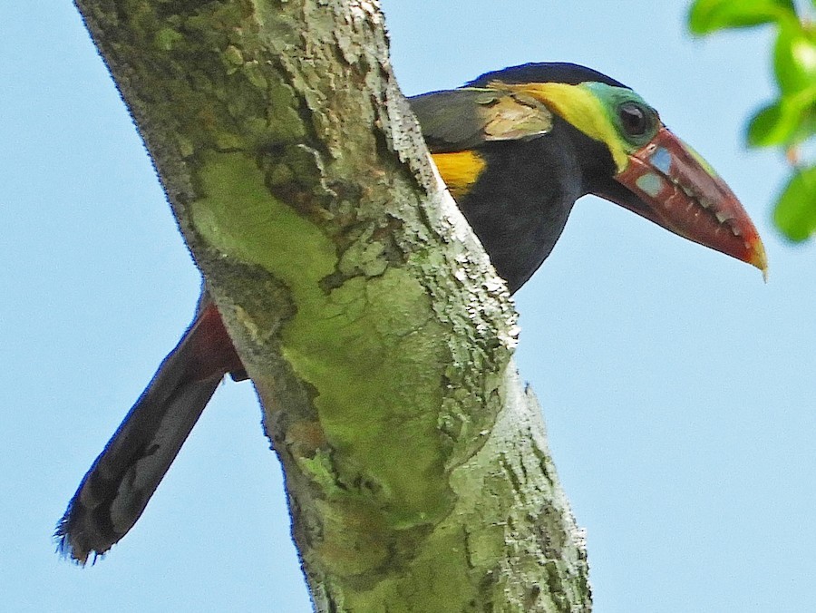 características da saripoca-de-bico-castanho