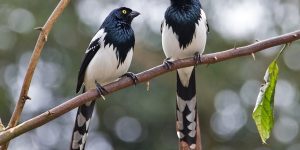 características da tietinga