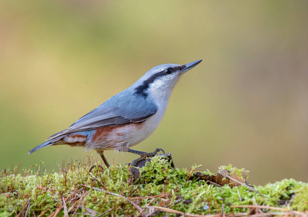 características da trepadeira-azul