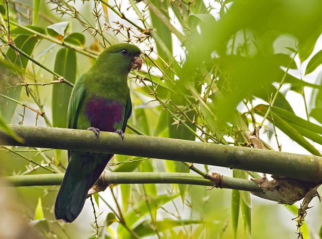 caracteristicas do Sabiá-cica