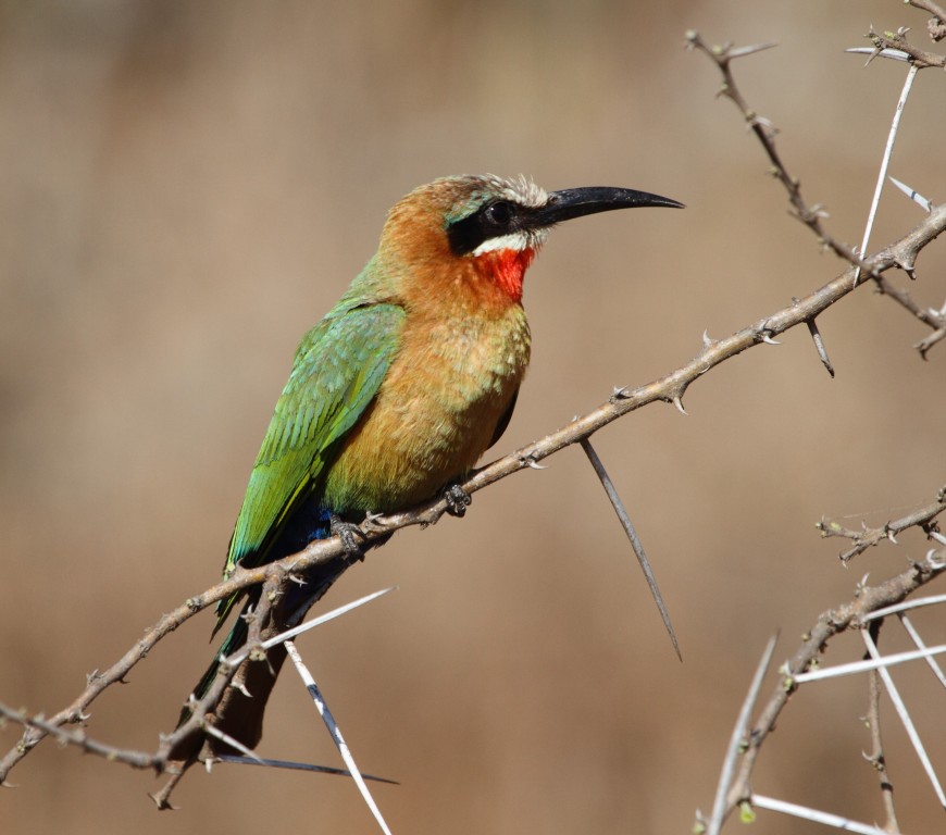 características do abelharuco-africano