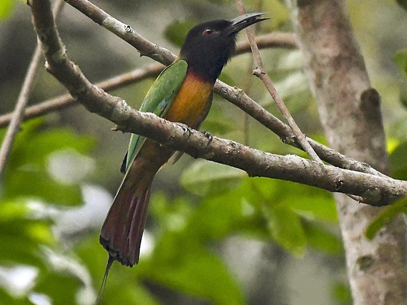 características do abelharuco-de-cabeca-preta