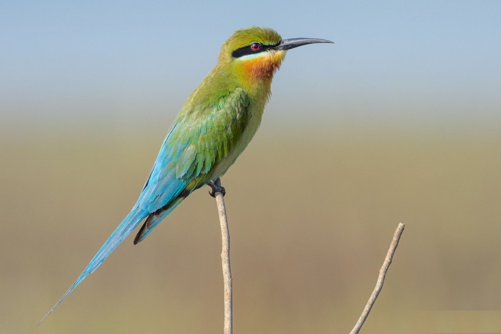 características do abelharuco-de-cauda-azul