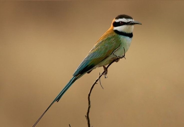 características do abelharuco-de-garganta-branca