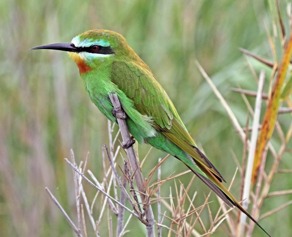 características do abelharuco-persa