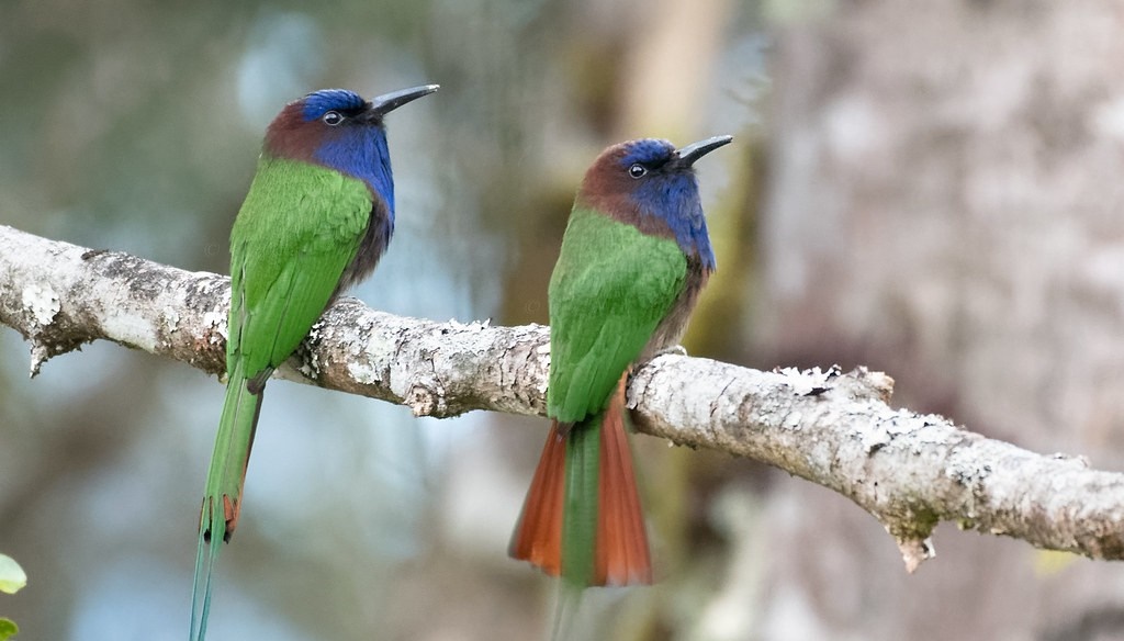 características do abelharuco-purpureo