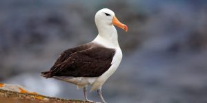 caracteristicas do albatroz-de-sobrancelha