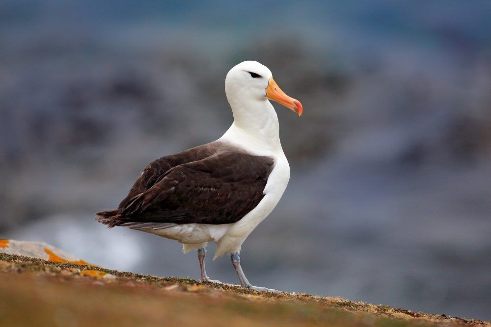 caracteristicas do albatroz-de-sobrancelha