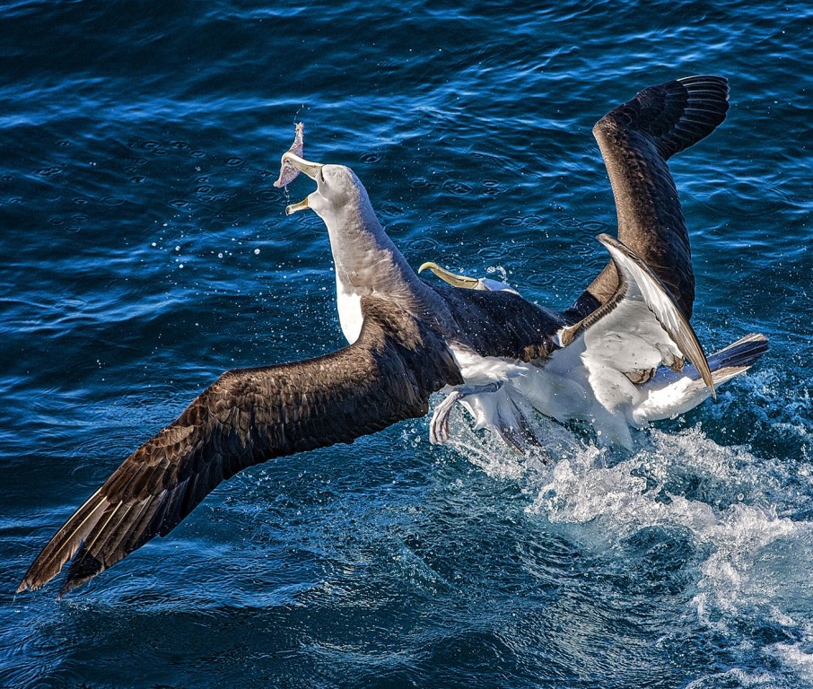 caracteristicas do albatroz-de-tristao