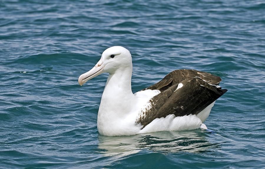 caracteristicas do albatroz real do norte