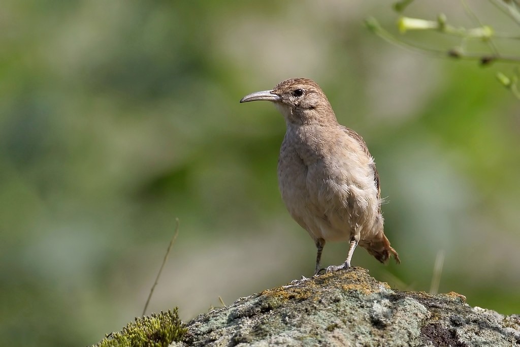 caracteristicas do andarilho do campo