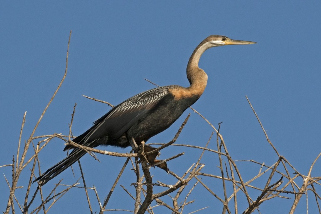 caracteristicas do aninga africana