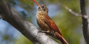 caracteristicas do arapaçu-de-bico-torto