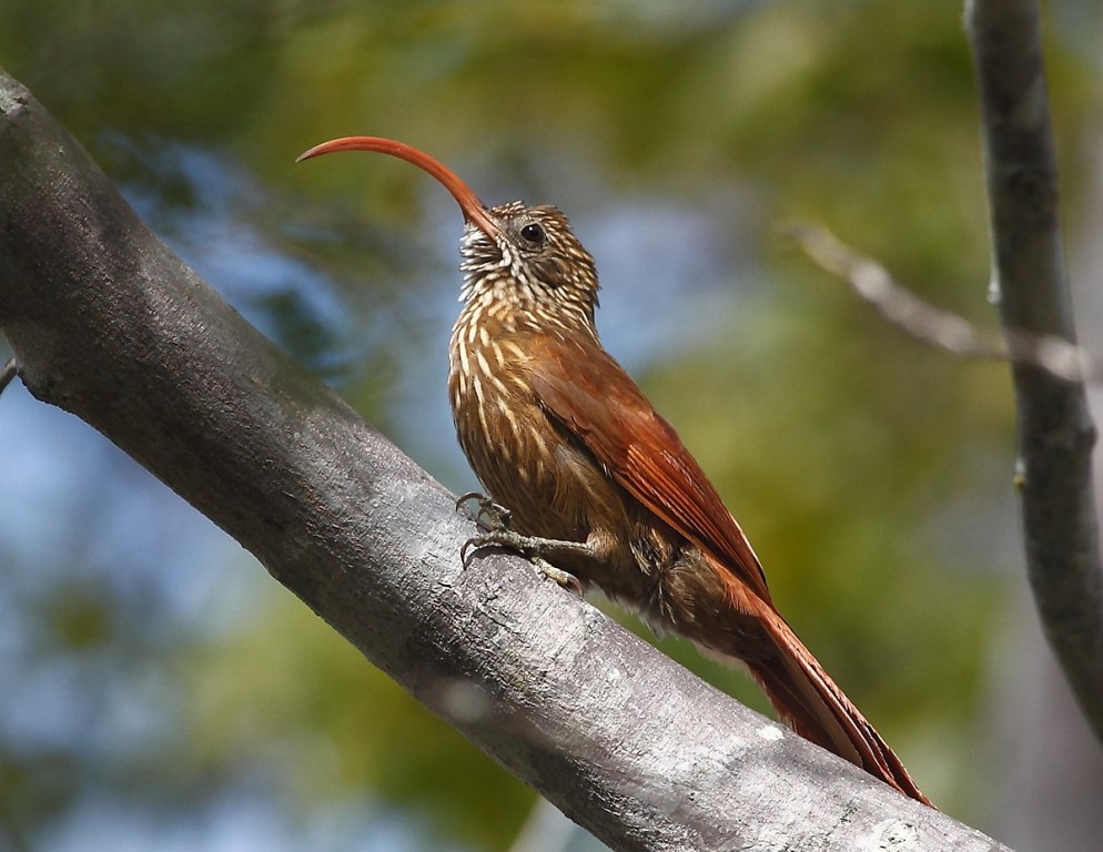 caracteristicas do arapaçu-de-bico-torto