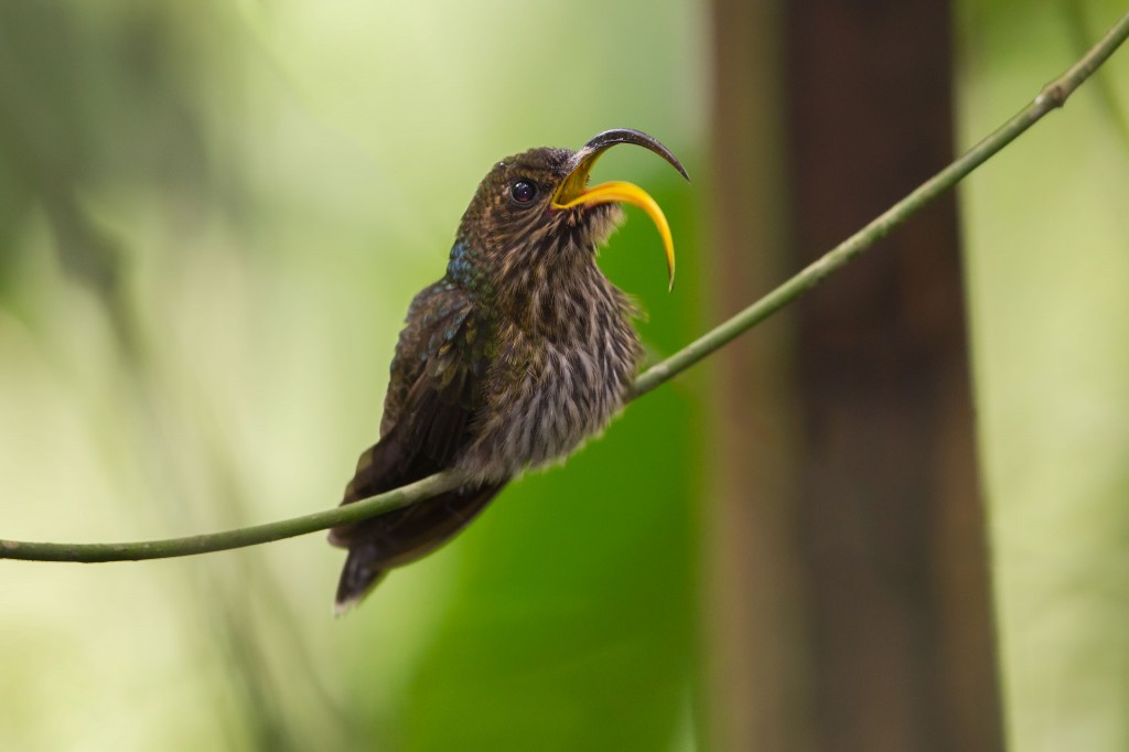 características do beija-flor-azul-de-bico-de-foice