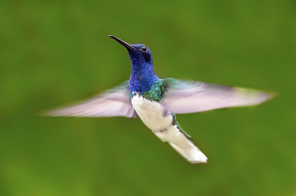 características do beija-flor-azul-de-rabo-branco