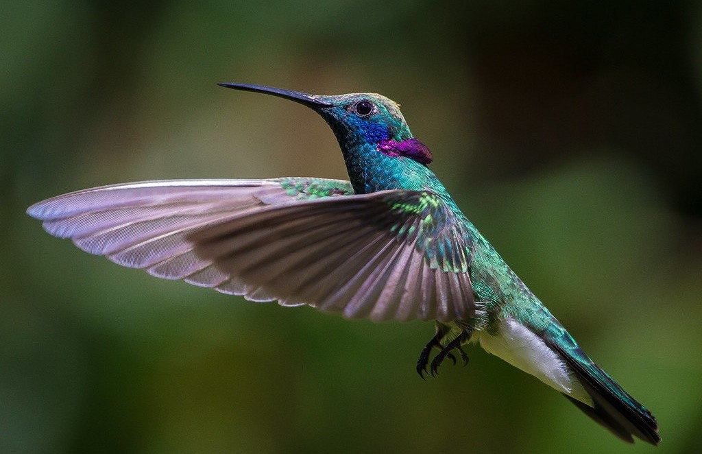 características do beija-flor-de-coroa-violeta